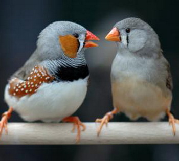 Zebra Finches 